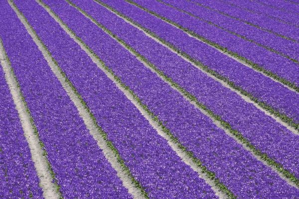 Netherlands, Lisse Purple tulips being grown
